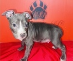 Small Photo #13 American Pit Bull Terrier Puppy For Sale in TRENTON, NJ, USA