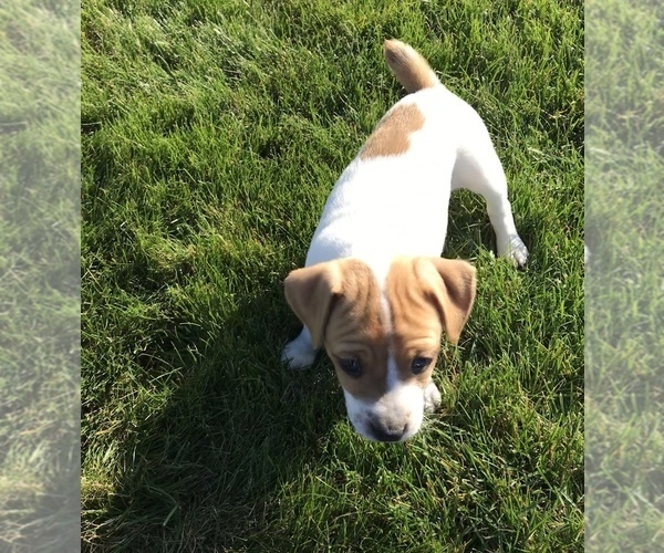 Medium Photo #4 Jack Russell Terrier Puppy For Sale in APPLE CREEK, OH, USA