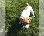 Small Photo #4 Jack Russell Terrier Puppy For Sale in APPLE CREEK, OH, USA