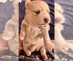 Small Photo #21 Pomsky Puppy For Sale in LOVELAND, CO, USA