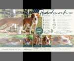 HANK - Male Mutt Dog for Adoption - Small photo