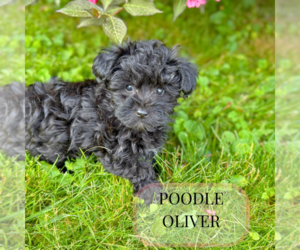 Poodle (Toy) Puppy for Sale in ELMHURST, Illinois USA