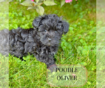 Image preview for Ad Listing. Nickname: Litter of 2
