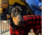 Small #4 Doberman Pinscher