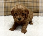 Small Photo #6 Shih-Poo Puppy For Sale in DUNDEE, OH, USA