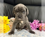 Small #3 Neapolitan Mastiff