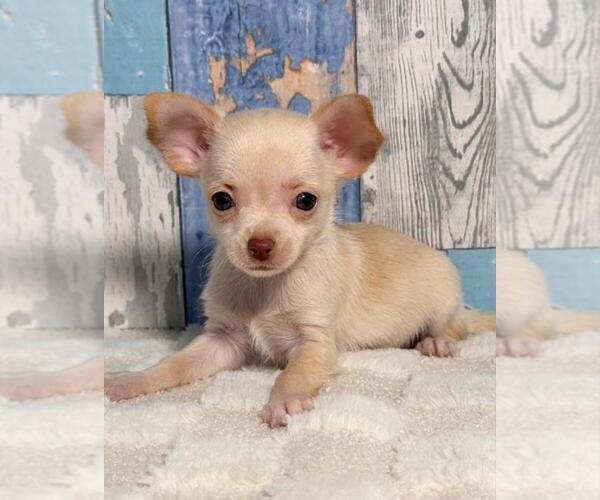 Medium Photo #8 Chihuahua Puppy For Sale in DAVIE, FL, USA