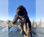 Small #3 German Shepherd Dog