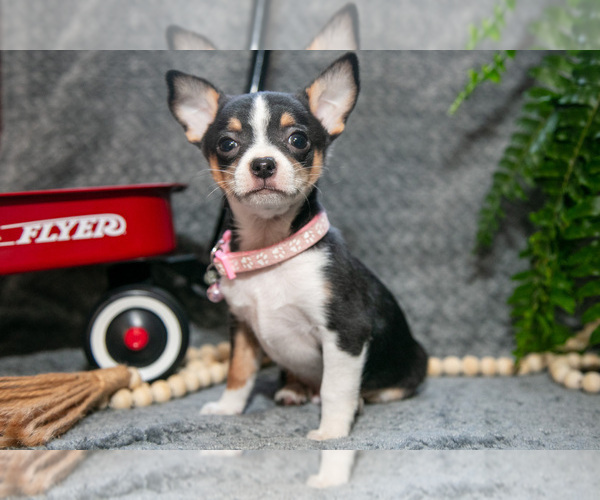 Medium Photo #2 Chihuahua Puppy For Sale in DELTA, PA, USA