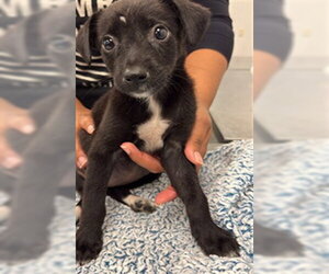 Labrador Retriever-Unknown Mix Dogs for adoption in Corpus Christi, TX, USA