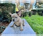 Small Photo #144 French Bulldog Puppy For Sale in HAYWARD, CA, USA