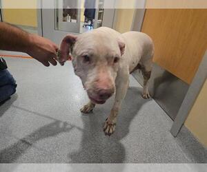 Mutt Dogs for adoption in Orange, CA, USA