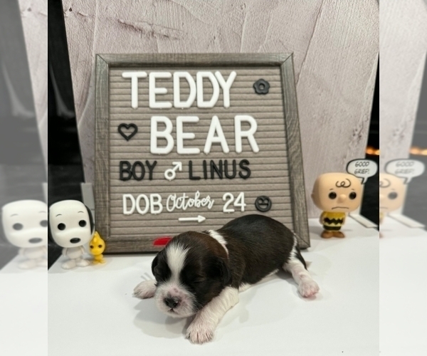 Medium Photo #4 Zuchon Puppy For Sale in NEW YORK MILLS, MN, USA