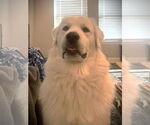 Small #14 Great Pyrenees