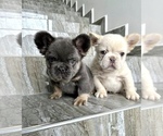 Small #10 French Bulldog