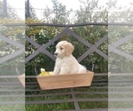 Small Photo #4 Bordoodle Puppy For Sale in HILLSBORO, WI, USA