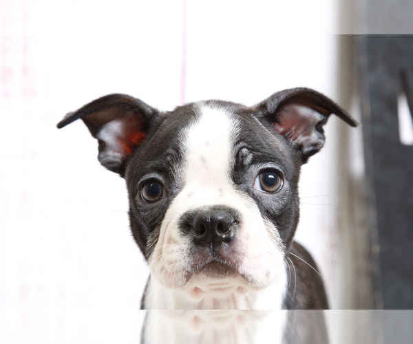 Medium Photo #5 Boston Terrier Puppy For Sale in MARIETTA, GA, USA