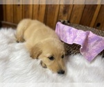 Small Photo #6 Golden Retriever Puppy For Sale in NEOLA, WV, USA