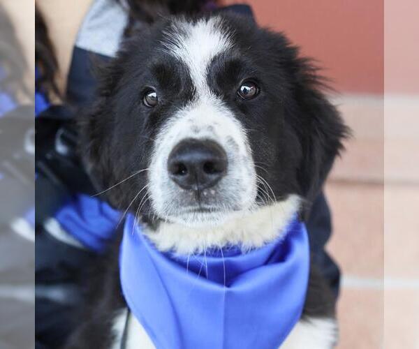 Medium Photo #1 Australian Shepherd-Unknown Mix Puppy For Sale in San Antonio, TX, USA