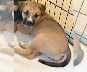 American Staffordshire Terrier-Unknown Mix Dogs for adoption in Holly Springs, NC, USA