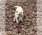 Small #1 Mutt