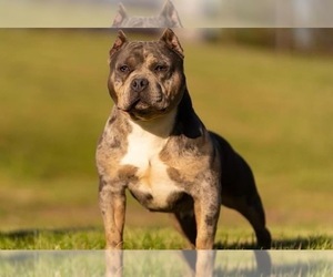 Father of the American Bully puppies born on 06/02/2022