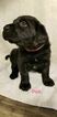 Small Photo #11 German Shorthaired Lab Puppy For Sale in RAPID CITY, SD, USA