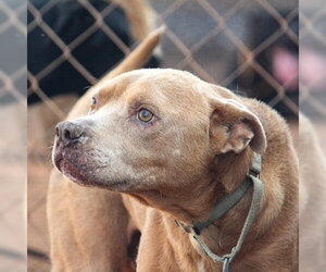 American Pit Bull Terrier-Unknown Mix Dogs for adoption in Stratham, NH, USA