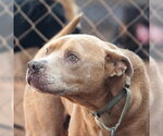 Small American Pit Bull Terrier Mix