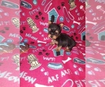 Small #5 Yorkshire Terrier