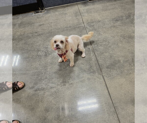 Medium Photo #1 Cock-A-Poo-Unknown Mix Puppy For Sale in BOYNTON BEACH, FL, USA