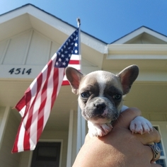 French Bulldog Puppy for sale in WELLINGTON, CO, USA