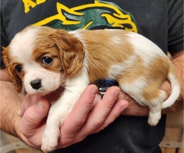 Medium Photo #5 Cavalier King Charles Spaniel Puppy For Sale in BOONVILLE, NY, USA