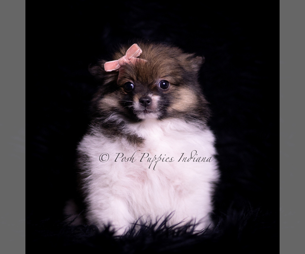 Medium Photo #79 Pomeranian Puppy For Sale in WARSAW, IN, USA