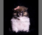 Small Photo #79 Pomeranian Puppy For Sale in WARSAW, IN, USA