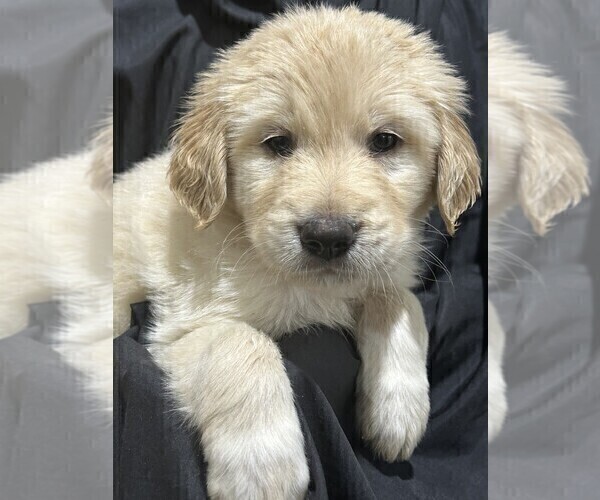 Medium Photo #1 Golden Pyrenees Puppy For Sale in WEATHERFORD, TX, USA