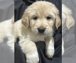 Small Photo #1 Golden Pyrenees Puppy For Sale in WEATHERFORD, TX, USA
