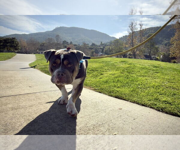 Medium Photo #2 American Bulldog Puppy For Sale in Salinas, CA, USA