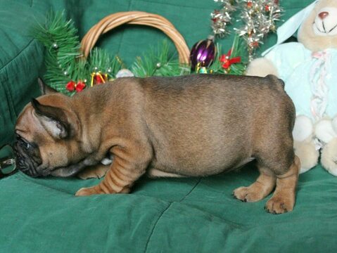 Medium Photo #4 French Bulldog Puppy For Sale in ADRIAN, MI, USA