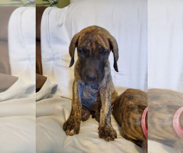 Medium Photo #3 Great Dane Puppy For Sale in WEATHERFORD, TX, USA