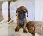 Small Photo #3 Great Dane Puppy For Sale in WEATHERFORD, TX, USA