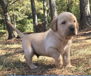 Labrador Retriever Puppy for Sale in NEWNAN, Georgia USA