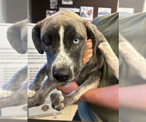 American Pit Bull Terrier-Siberian Husky Mix Dogs for adoption in Stockton, CA, USA