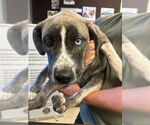Small American Pit Bull Terrier-Siberian Husky Mix