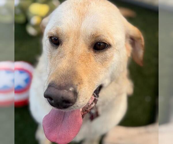 Medium Photo #4 Labrador Retriever Puppy For Sale in San Diego, CA, USA