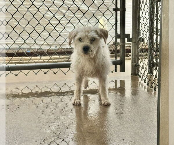 Medium Photo #2 Mutt Puppy For Sale in Grafton, WI, USA