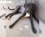 Small Photo #3 Mastiff-Unknown Mix Puppy For Sale in San Diego, CA, USA