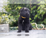 Small #2 German Shepherd Dog
