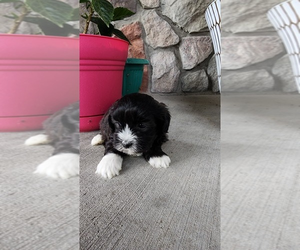 Medium Photo #1 Shih-Poo Puppy For Sale in GREENWOOD, WI, USA