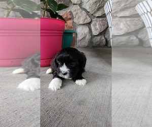 Medium Shih-Poo